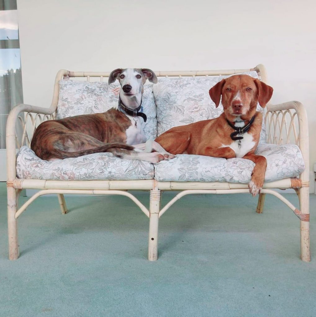 Moving House with Your Dog