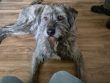 Rescue Dog
