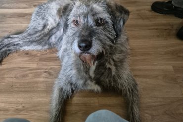 How to Teach “Watch Me” to Your Dog: A Simple Guide