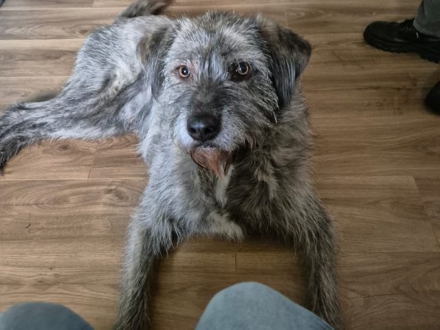 Rescue Dog