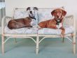 Moving House with Your Dog