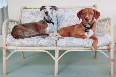 How to Teach “Watch Me” to Your Dog: A Simple Guide