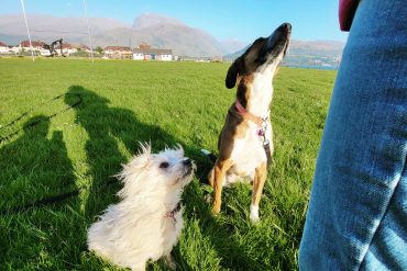 Loose Leash Walking: A Step-by-Step Guide