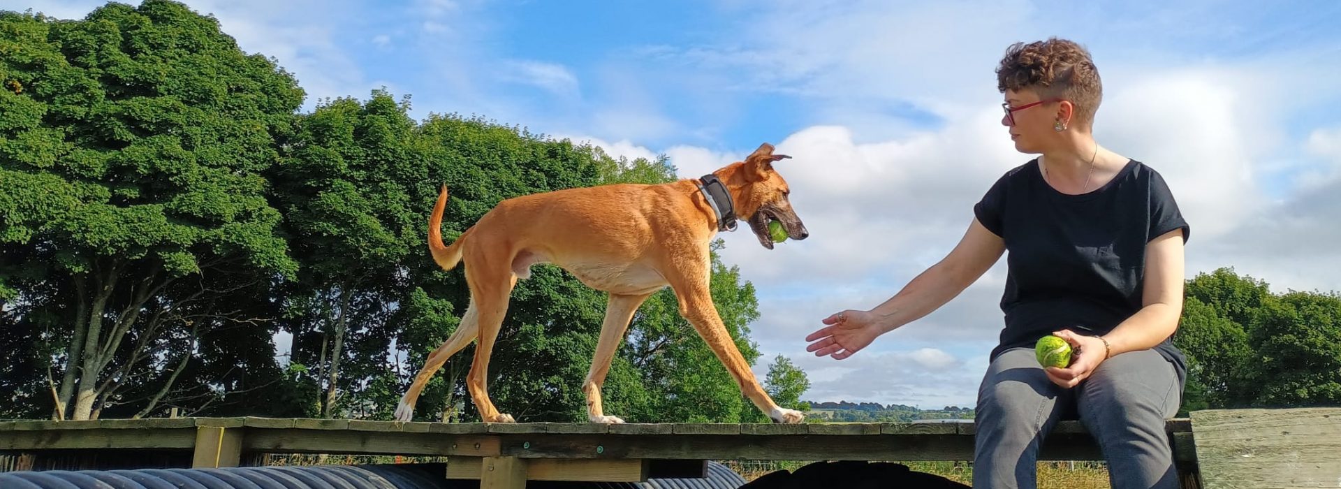 Dog trainer from Perthshire sitting on a platform with a large dog bringing her a ball. Showing reward based training.
