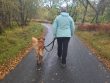 Loose Leash Walking