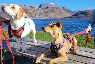 The 3Ds of Dog Training: What They Are and Why They Matter