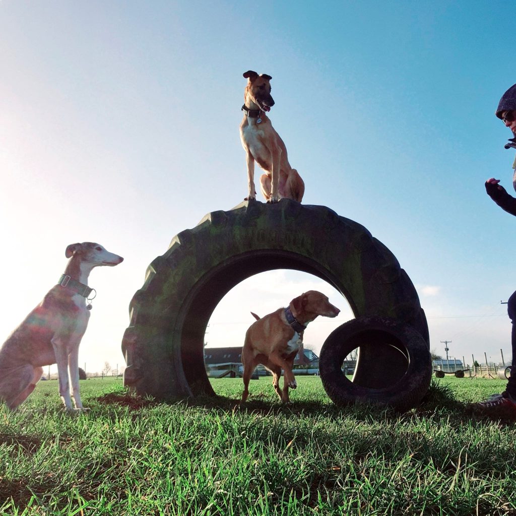 Perthshire dog training
