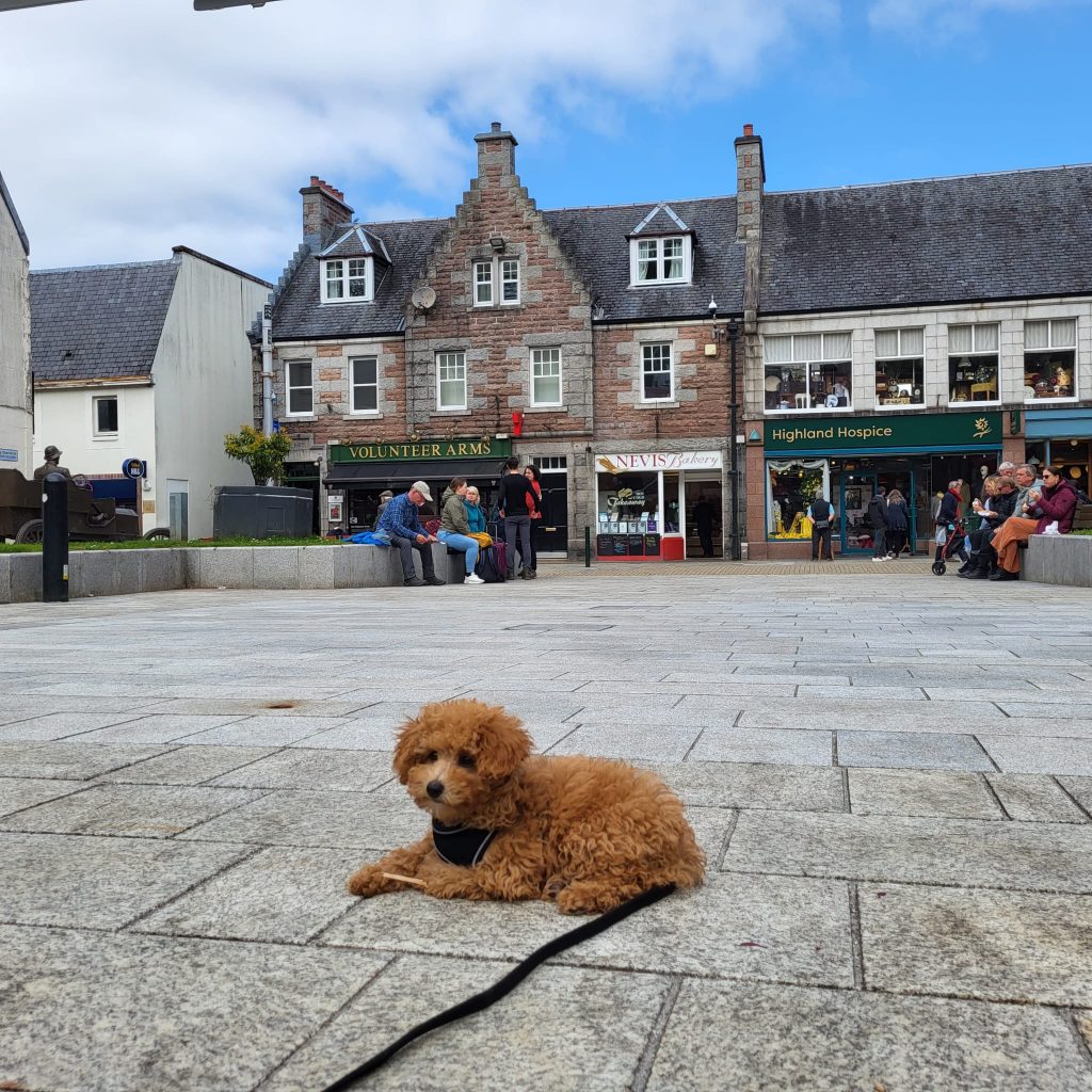 Puppy Classes
